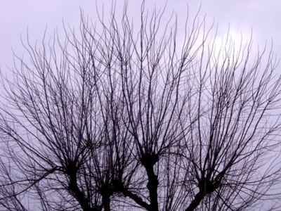 Stromy na začátku března