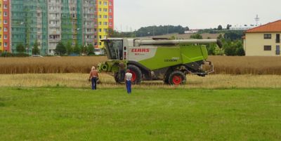 Svatá Markéta hodila srp do řepky