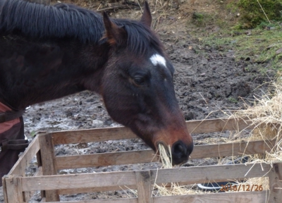 Sváteční svačina