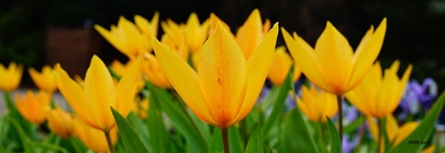 Tulipány symbolizují hlavně lásku ...