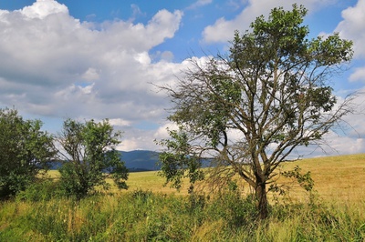 Švestky ještě budou