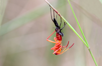 Pouze pro dospělé - "Svlékání..."