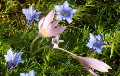 Symbioza - Podzimní hořec a ocůn