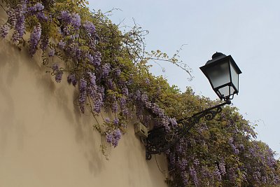 Vistárie a lucerna