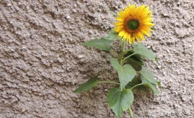 Tak jako slunečnice každým dnem.............