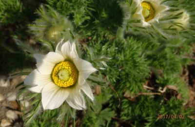 Také bílý koniklec už kvete