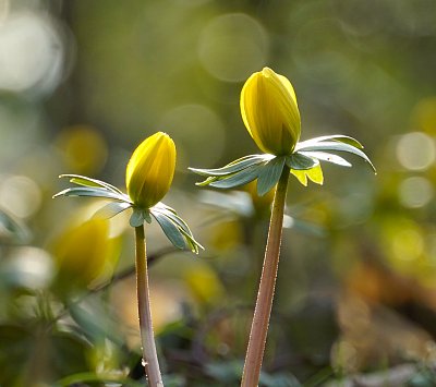 Radost z nového jara