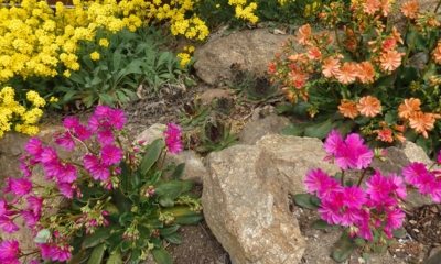 Tařice a lewisie na skalce