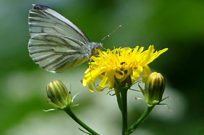 Téma dne: Jsem z rodu bělásků (bělásek ovocný ?)