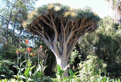 Tenerife 10-botanická zahrada v Orotave 2.jpg