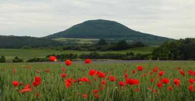 Říp s červenými máky