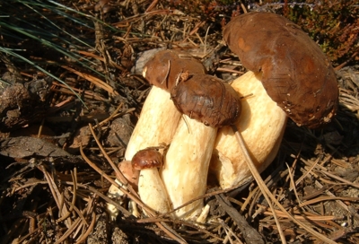 To nám vyrostlo na zahrádce...