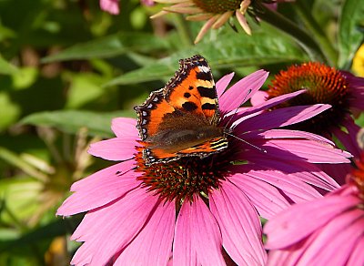 Třapatka a babočka