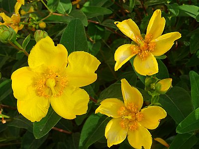 Třezalka zahradní...