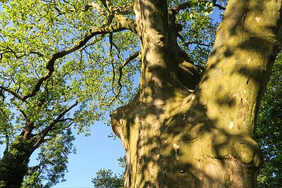 Stínotváře stromu*