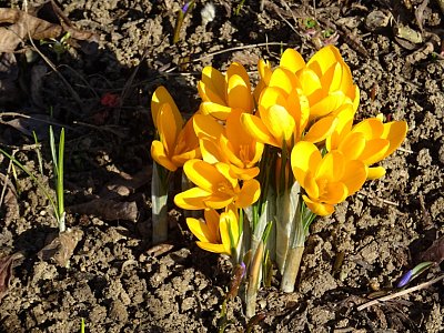 Trs krokusů...