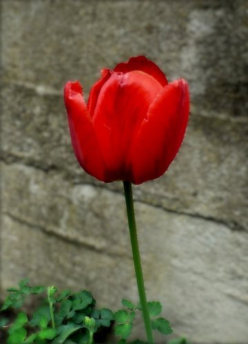 Tulipán