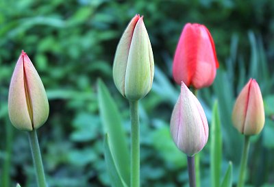 Tulipány