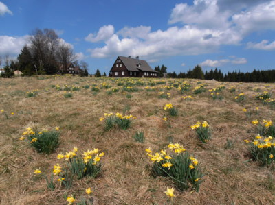 U Hnojového domu ještě kvetou