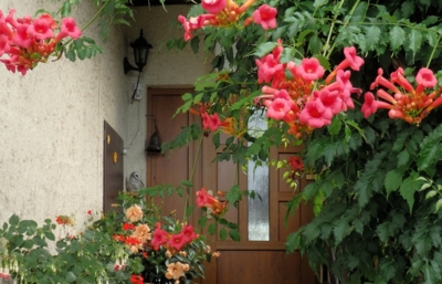 U vchodu nás vítá truibač a ibišek