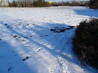 Únor bilý,pole sílí...