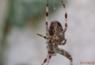 Určitě nám nese štěstí...