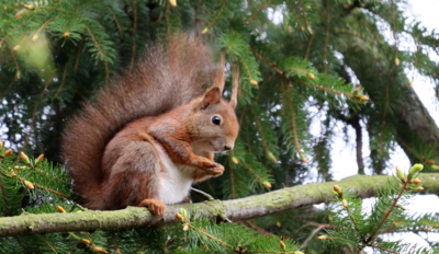 Úsměv veverčí...