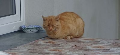 Ustláno na růžích