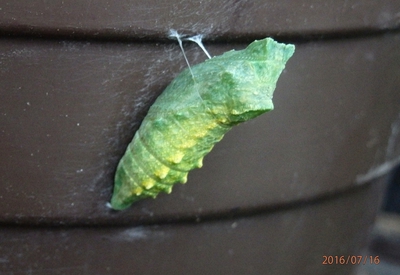 Otakárek feniklový - už je ze mě kukla