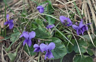 Už zdobí břeh řeky
