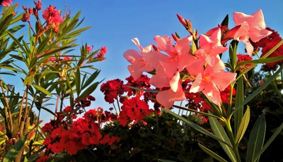 Jdu připravit truhlíky