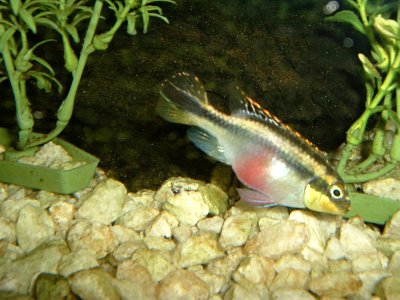V akvariu...