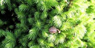 Dnes ráno v jehličí