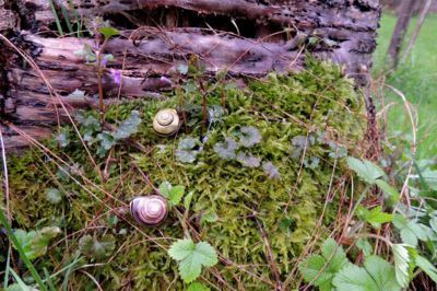 V mechu a bez kapradí