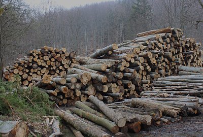 Těžba dřeva pokročila