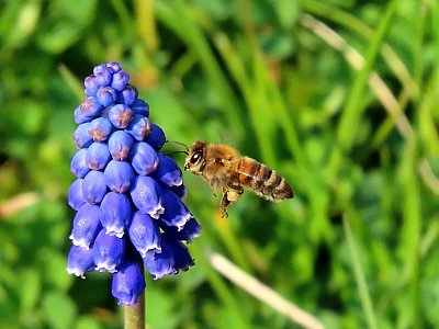 Včelka Mája ujíždí na modré