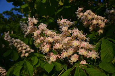 Ve večerním sluníčku