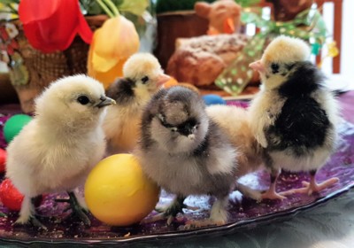 Pi píííííí....