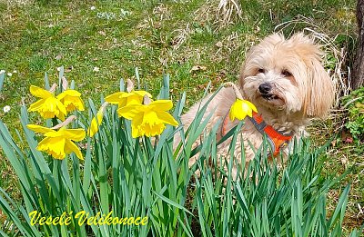 Velikonoční přání