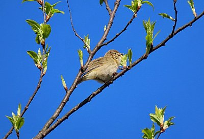 Veselé velikonoce přeji všem íčkařům