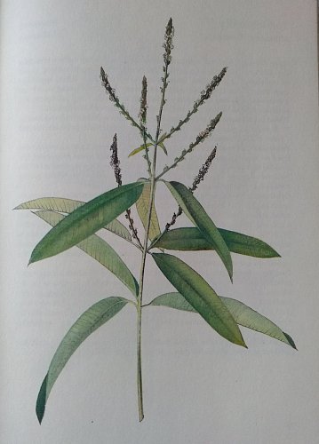 Verbena citrónová nebo také Aloisie citrónová - latinskAloysia triphyla (L'Her.) Britt..jpg