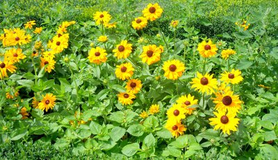 Přidávám trochu sluníček do této doby