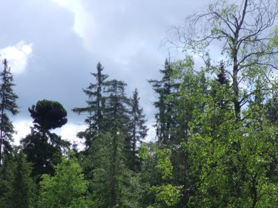 Kladská-vlevo kulatá koruna čarověníku