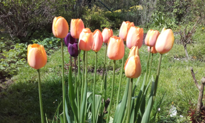 Vojáci na stráži...