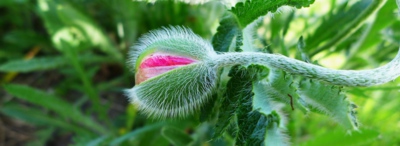 Vousatá maková panenka