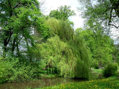 Vrba v zámeckém parku