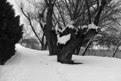 Smutné vrby u řeky