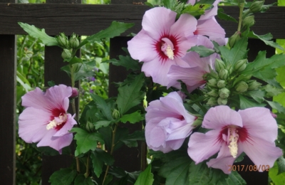 Venkovní ibišek u plotu