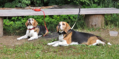 Vyhlížejí ....... páníčci jsou na rozhledně