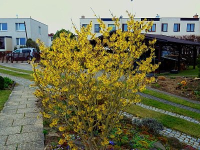 Vzrostlý keř Vilínu...